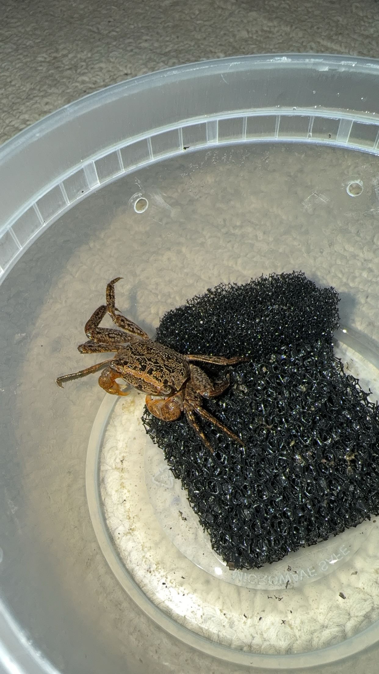 Squareback Marsh Crab (Armases cinereum)