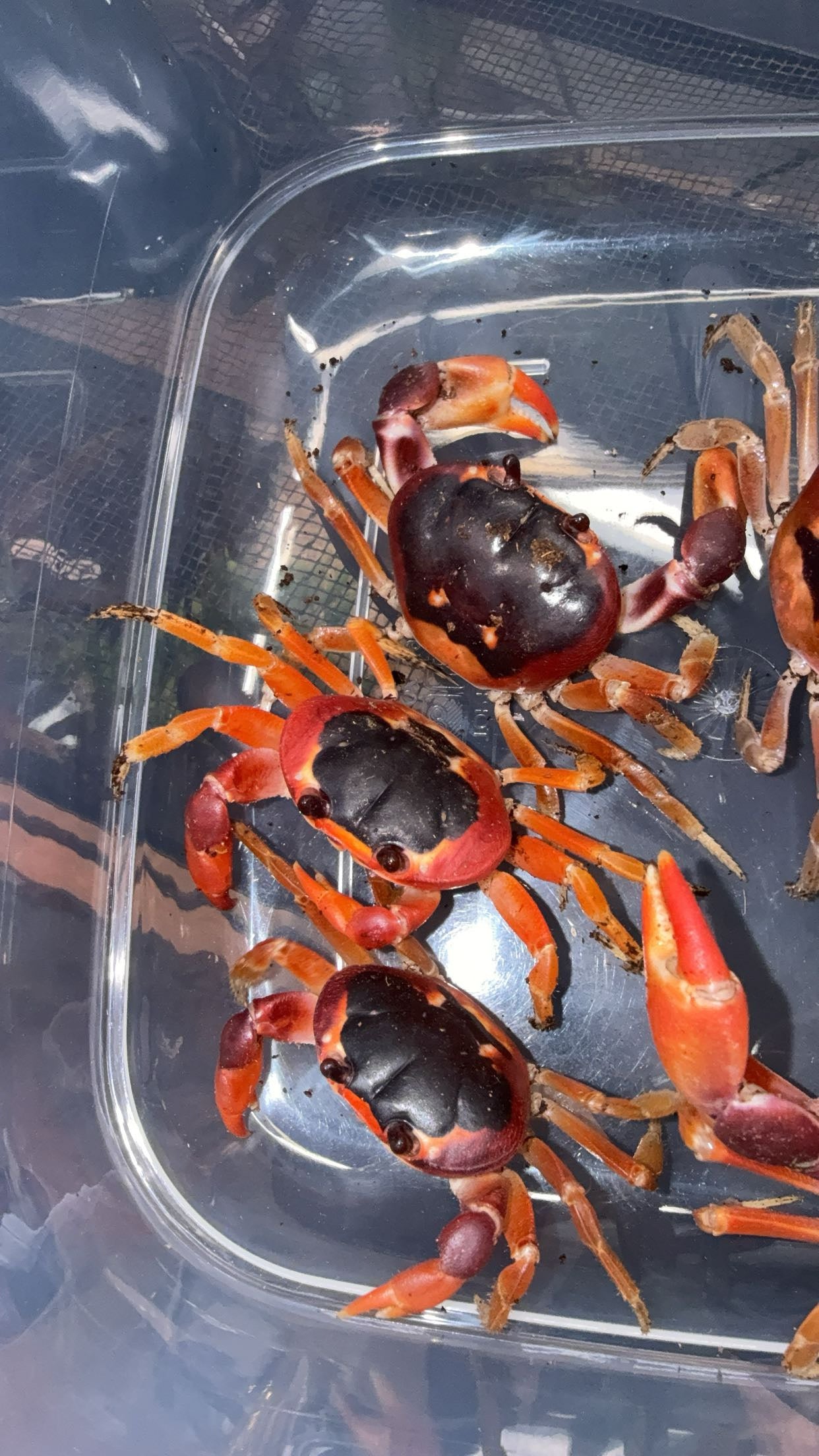Barbados Red Moon Crab (Gecarcinus lateralis)