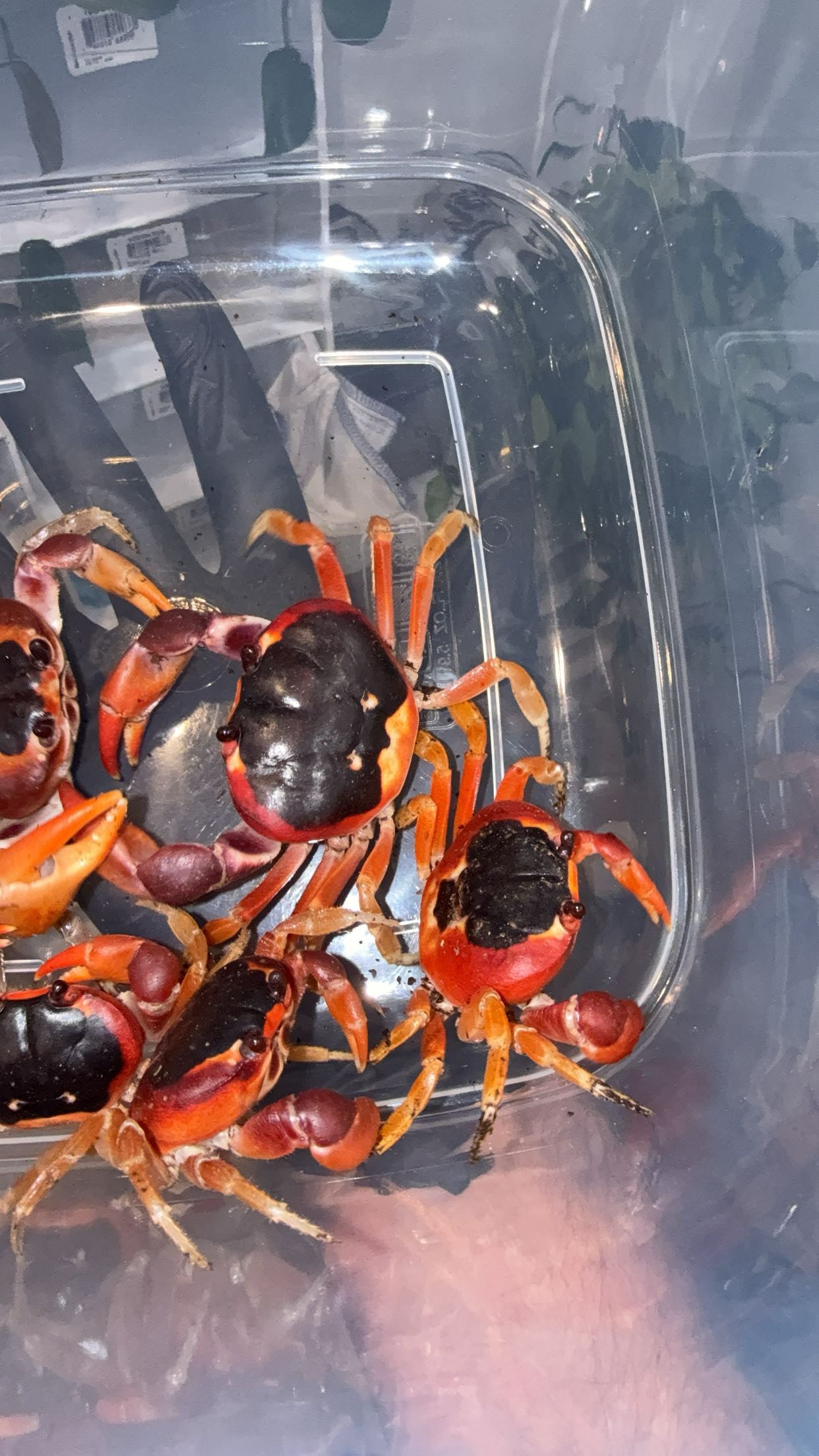 Barbados Red Moon Crab (Gecarcinus lateralis)