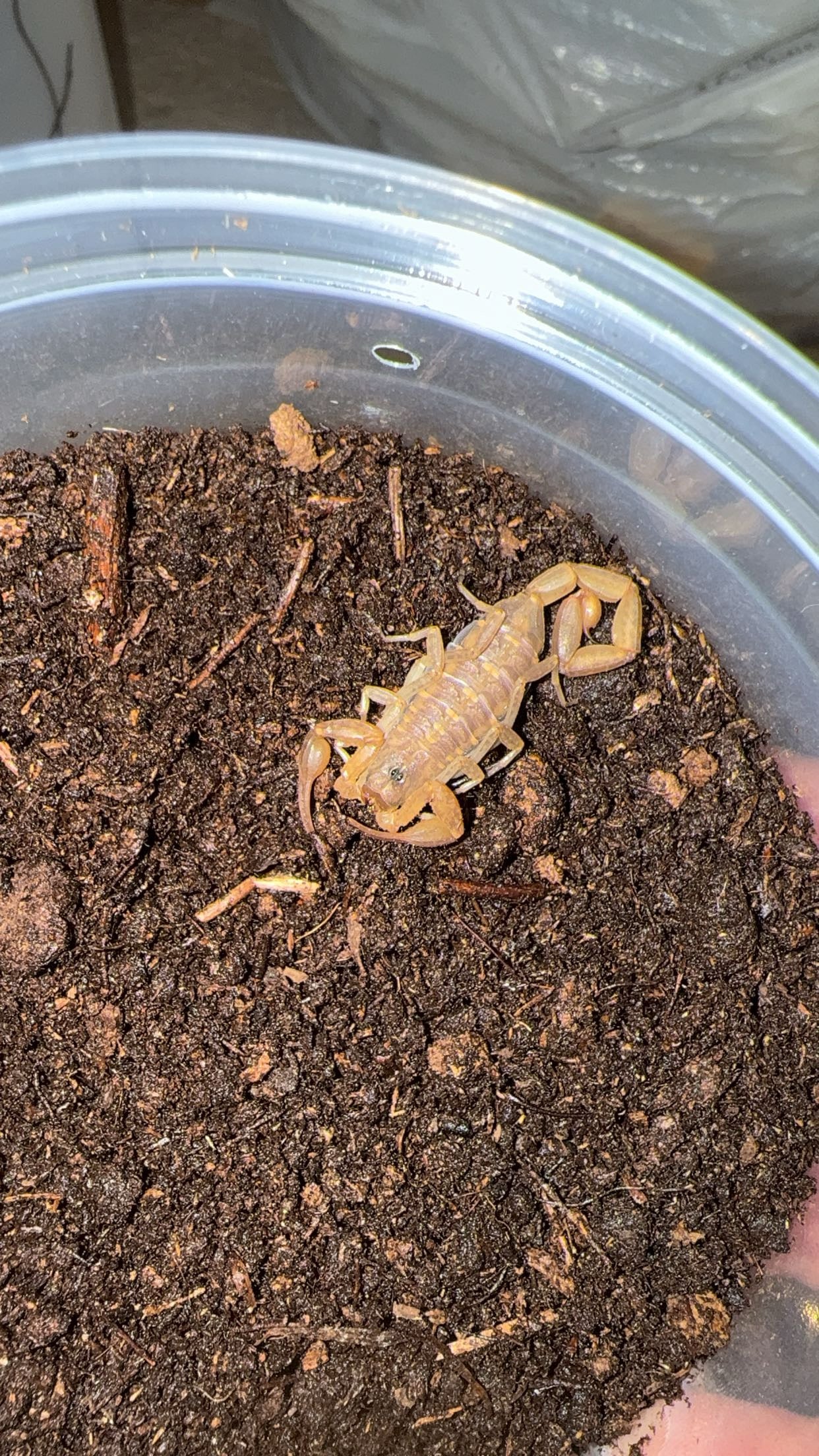 Cuban Bark Scorpion (Centruroides guanensis)