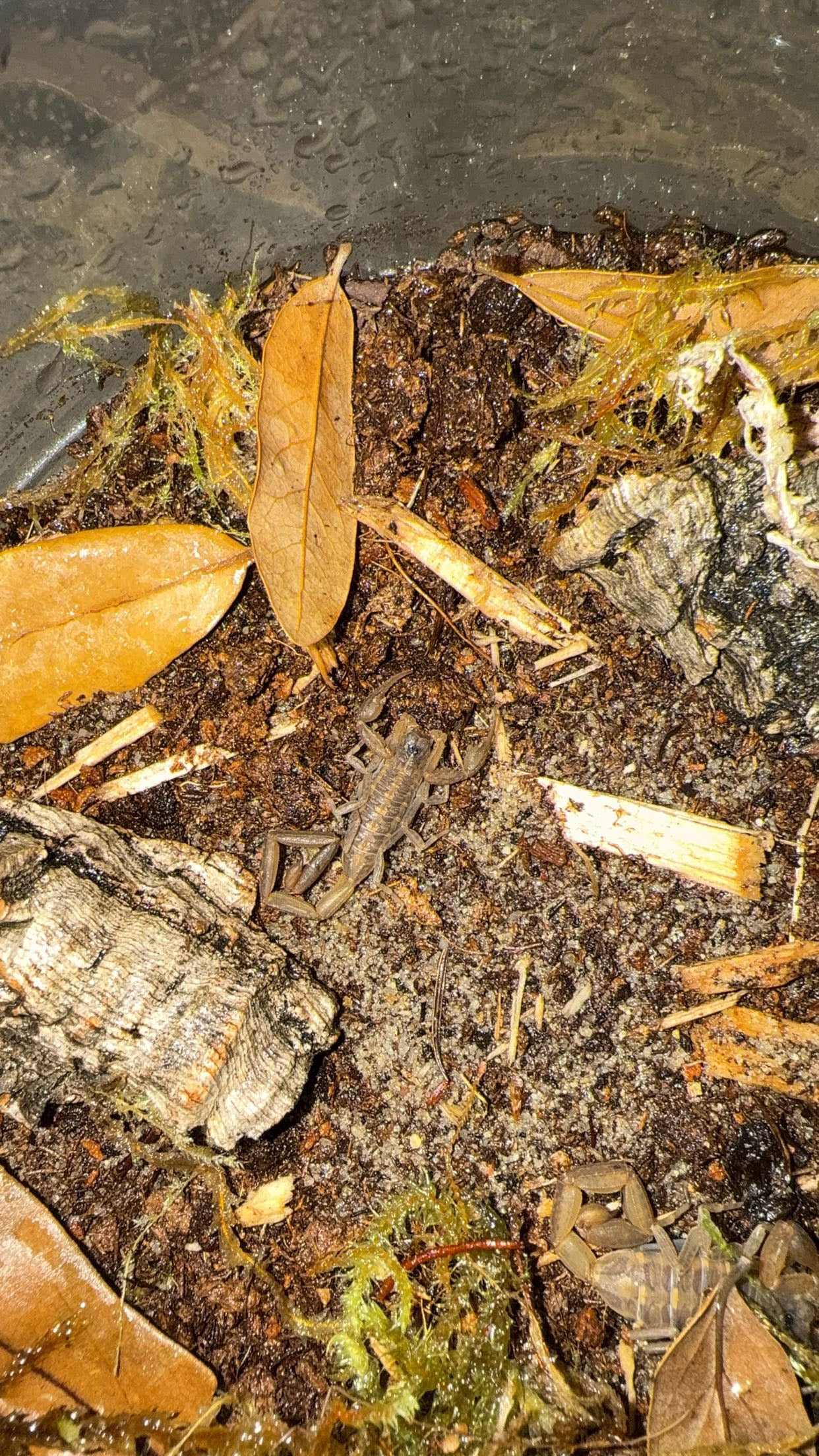 Cuban Bark Scorpion (Centruroides guanensis)