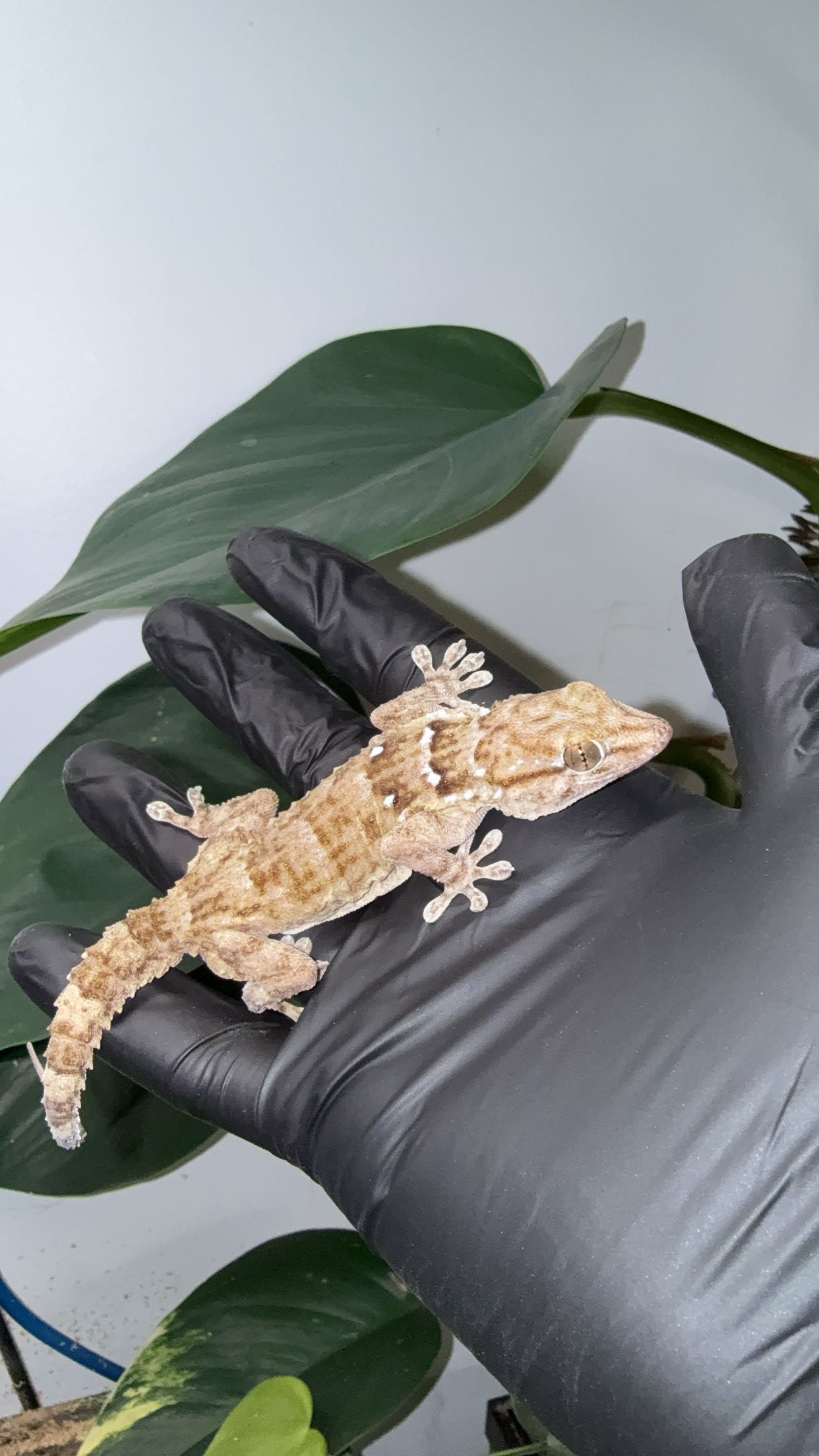 White-spotted Wall Gecko (Tarentola annularis)