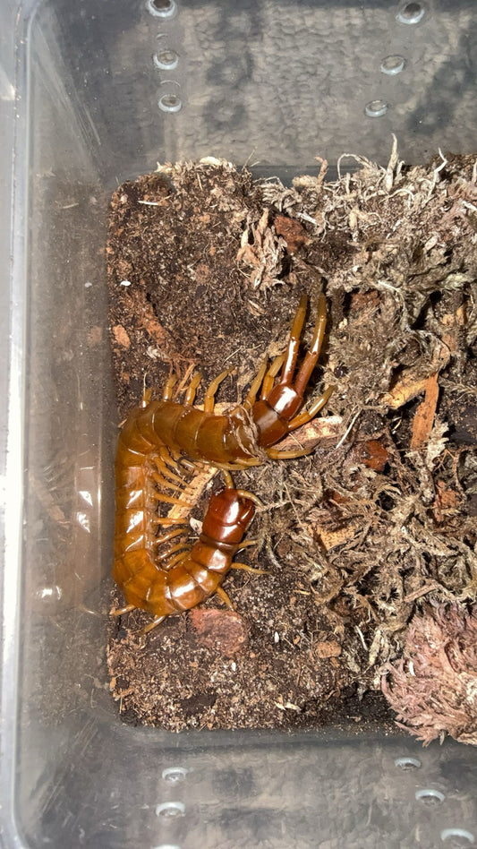 Florida Keys Giant Centipede (Scolopendra longipes)