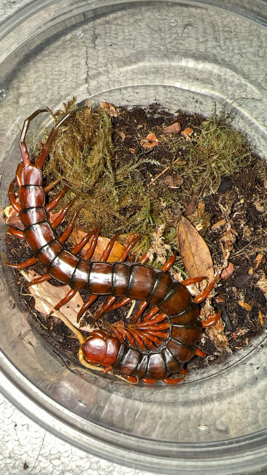 Giant White Beard Centipede (Scolopendra sp. “White Beard”)