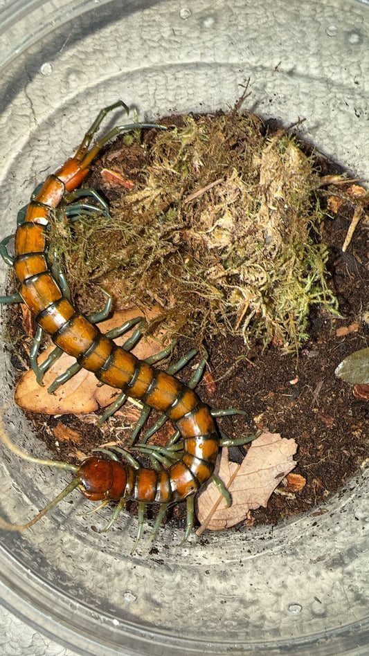 Mint Leg Centipede (Scolopendra sp. “Mint Leg”)