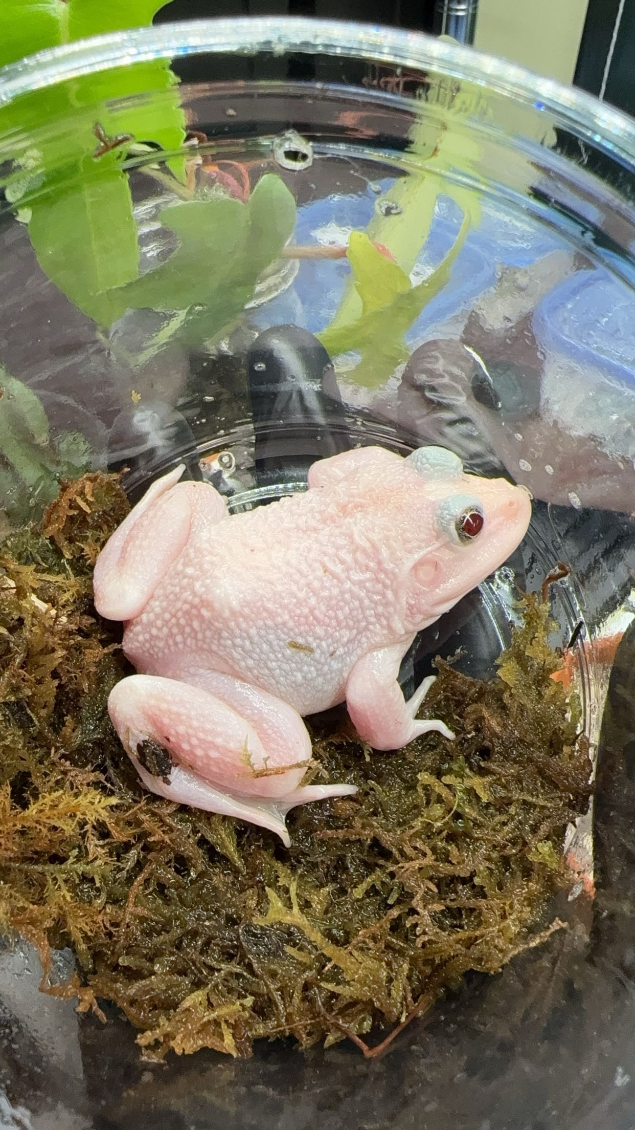 Leucistic Chinese Bullfrog (Hoplobatrachus rugulosus)