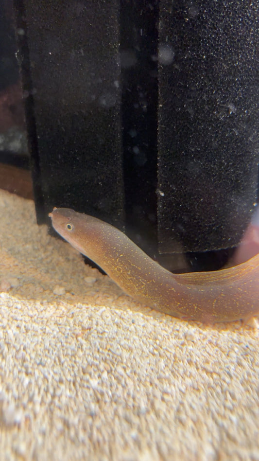 Indian Mud Moray Eel (Gymnothorax tile)