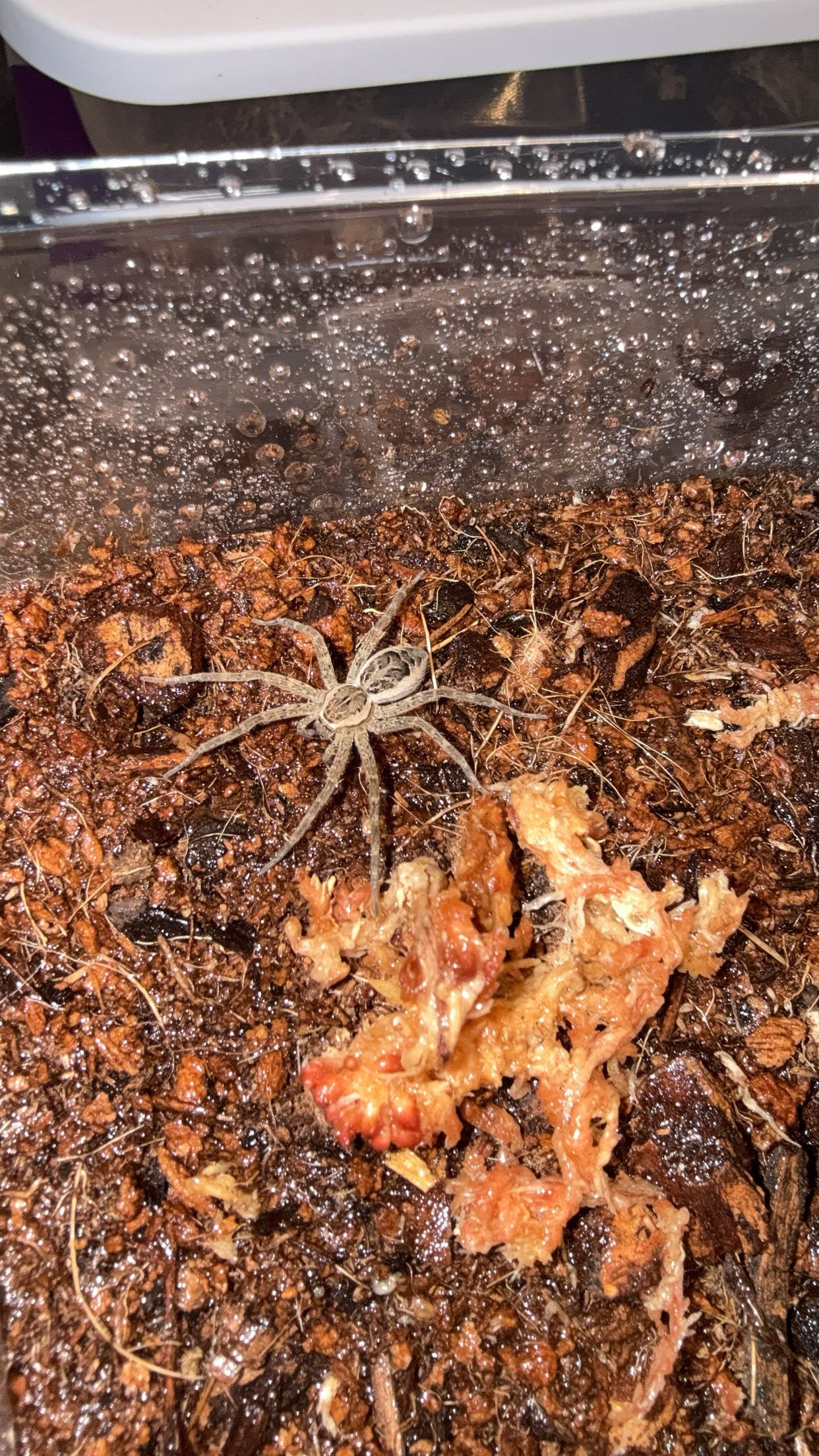Striped Fishing Spider (Dolomedes scriptus)