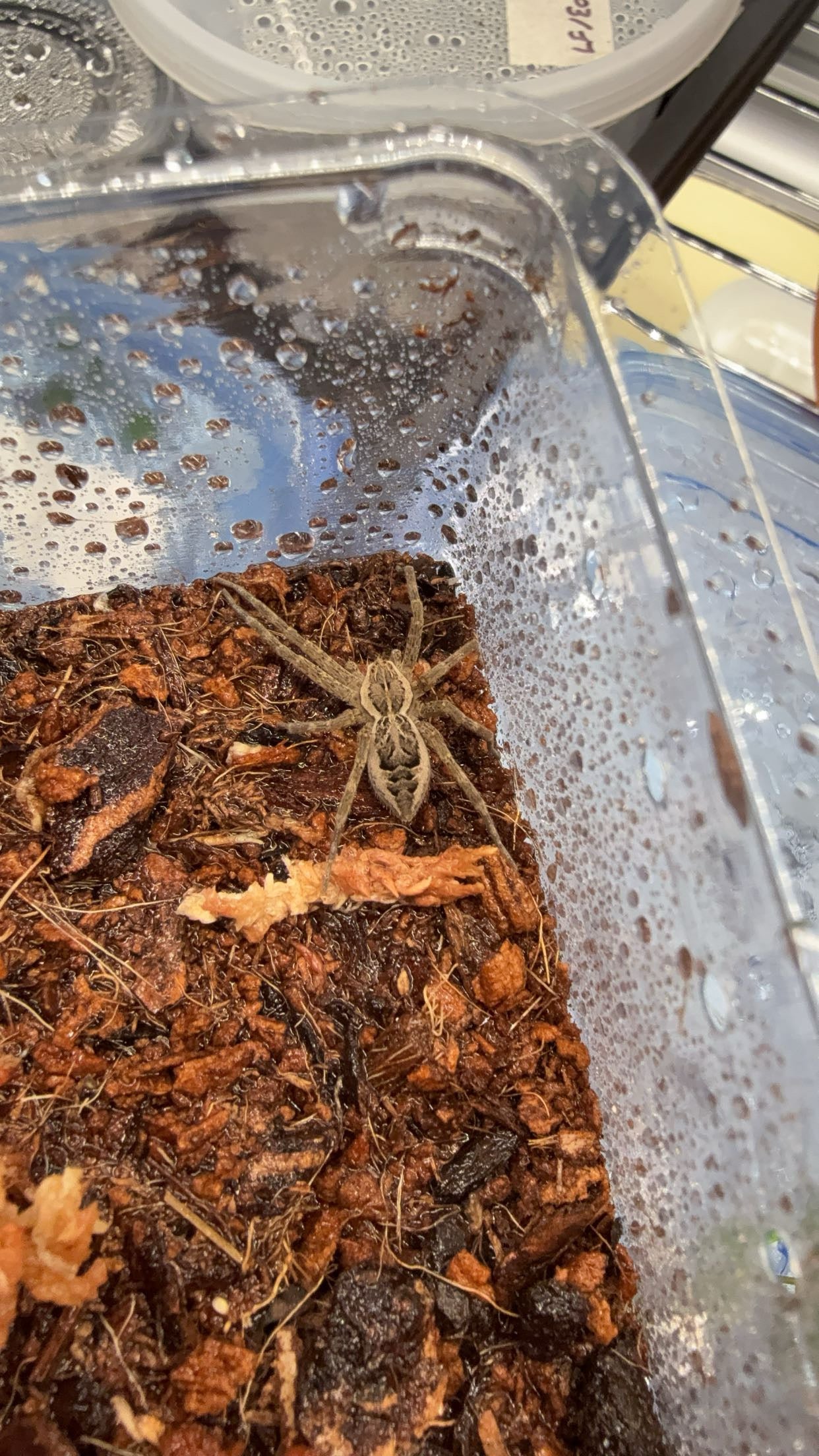 Striped Fishing Spider (Dolomedes scriptus)
