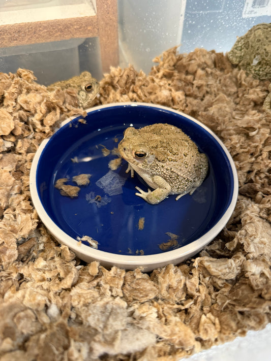Texas Toad (Anaxyrus speciosus)