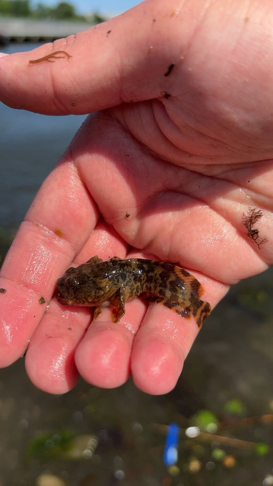 Opsanus US Native Brackish/Marine Fish – Atlantic Aquaculture