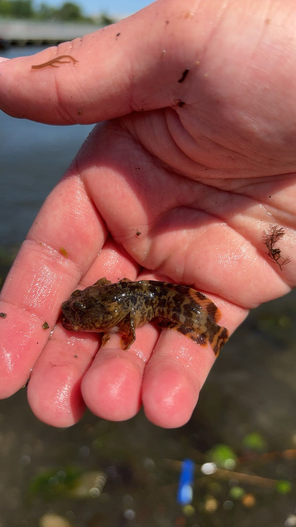 Oyster Toadfish (Opsanus tau) – Atlantic Aquaculture