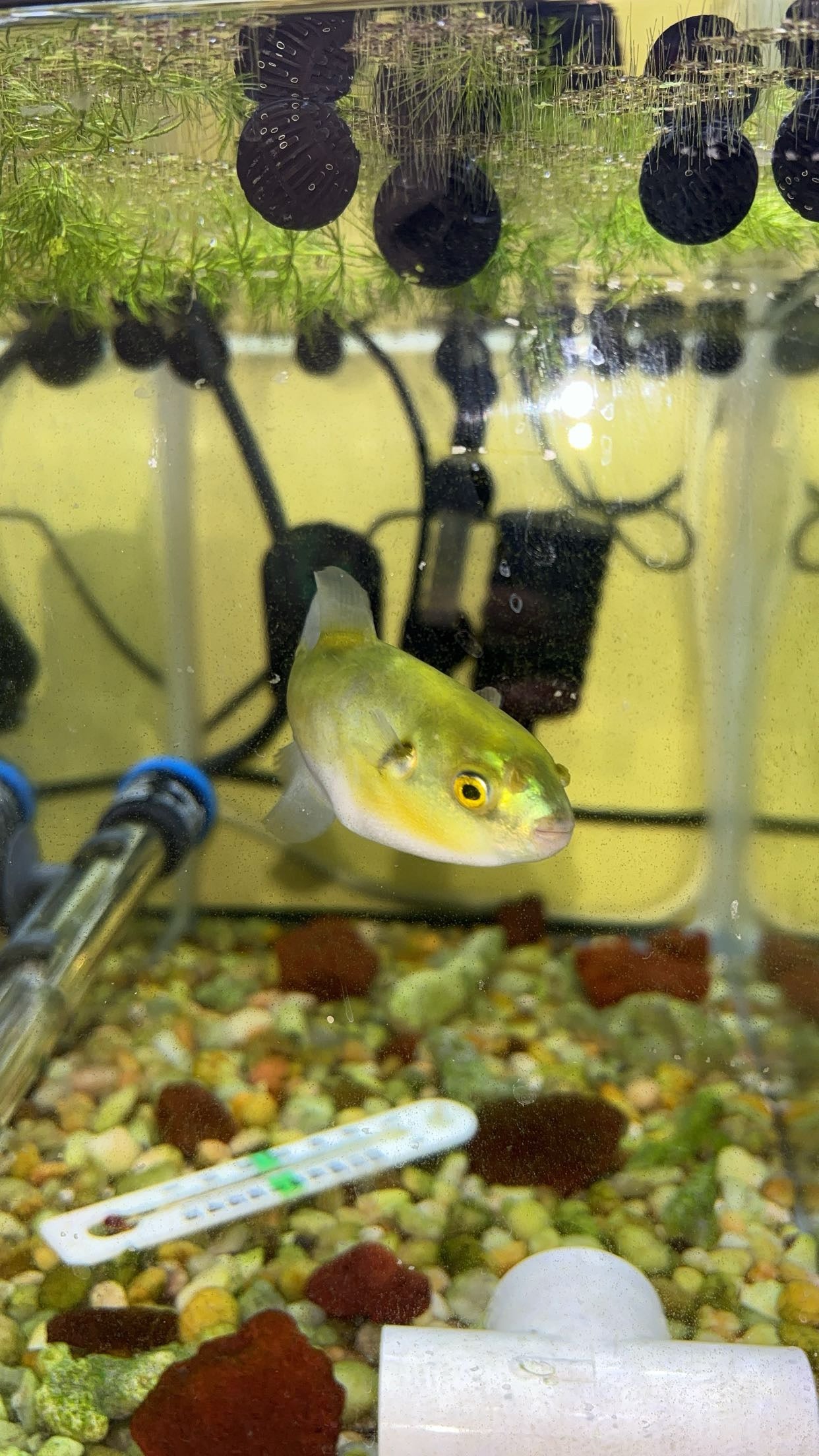 Avocado Puffer (Auriglobus modestus)