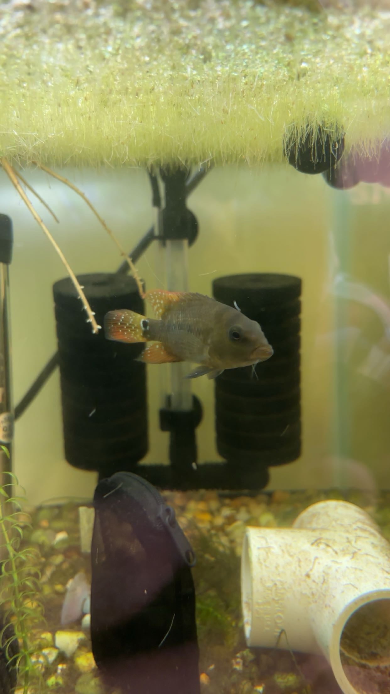 True Red Terror Cichlid (Mesoheros festae)