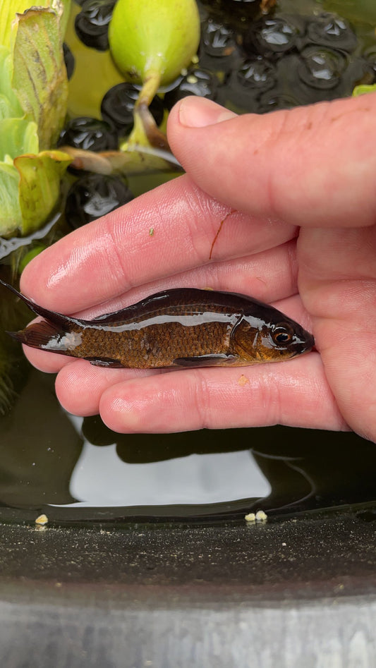 Black Koi (Cyprinus carpio)