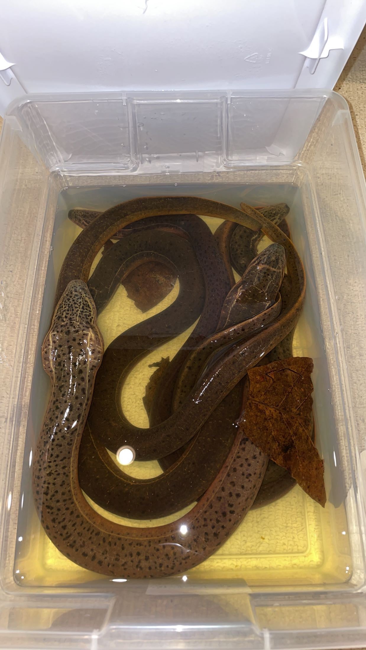 Indian Tulip Eel (Monopterus cuchia)