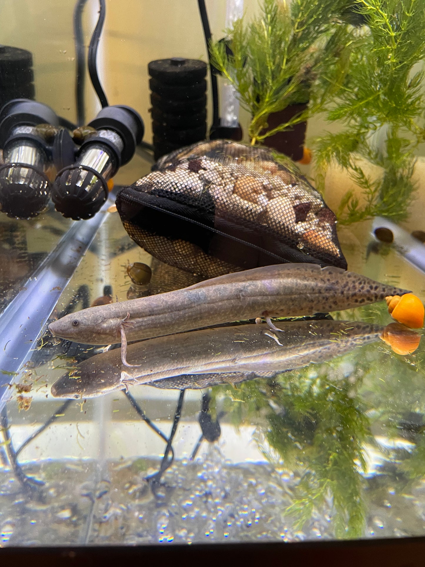 West African Lungfish (Protopterus annectens)