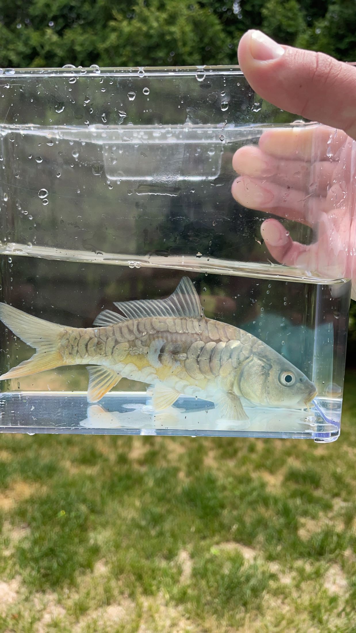 Israeli Mirror Carp (Cyprinus carpio)