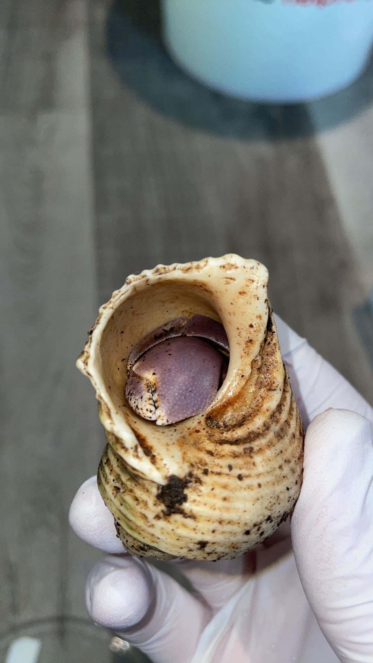 Indonesian Hermit Crab (Coenobita brevimanus)