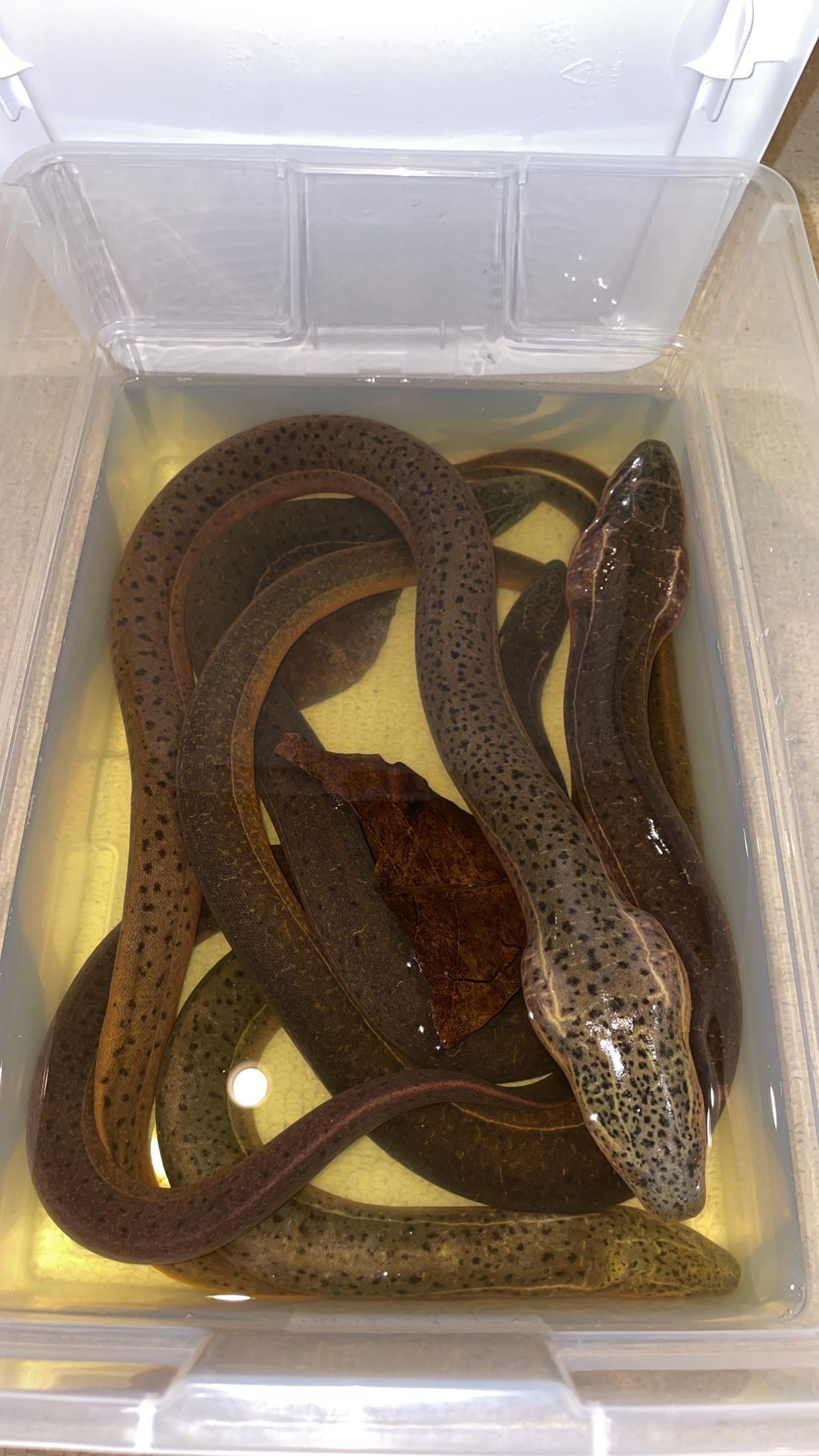 Indian Tulip Eel (Monopterus cuchia)