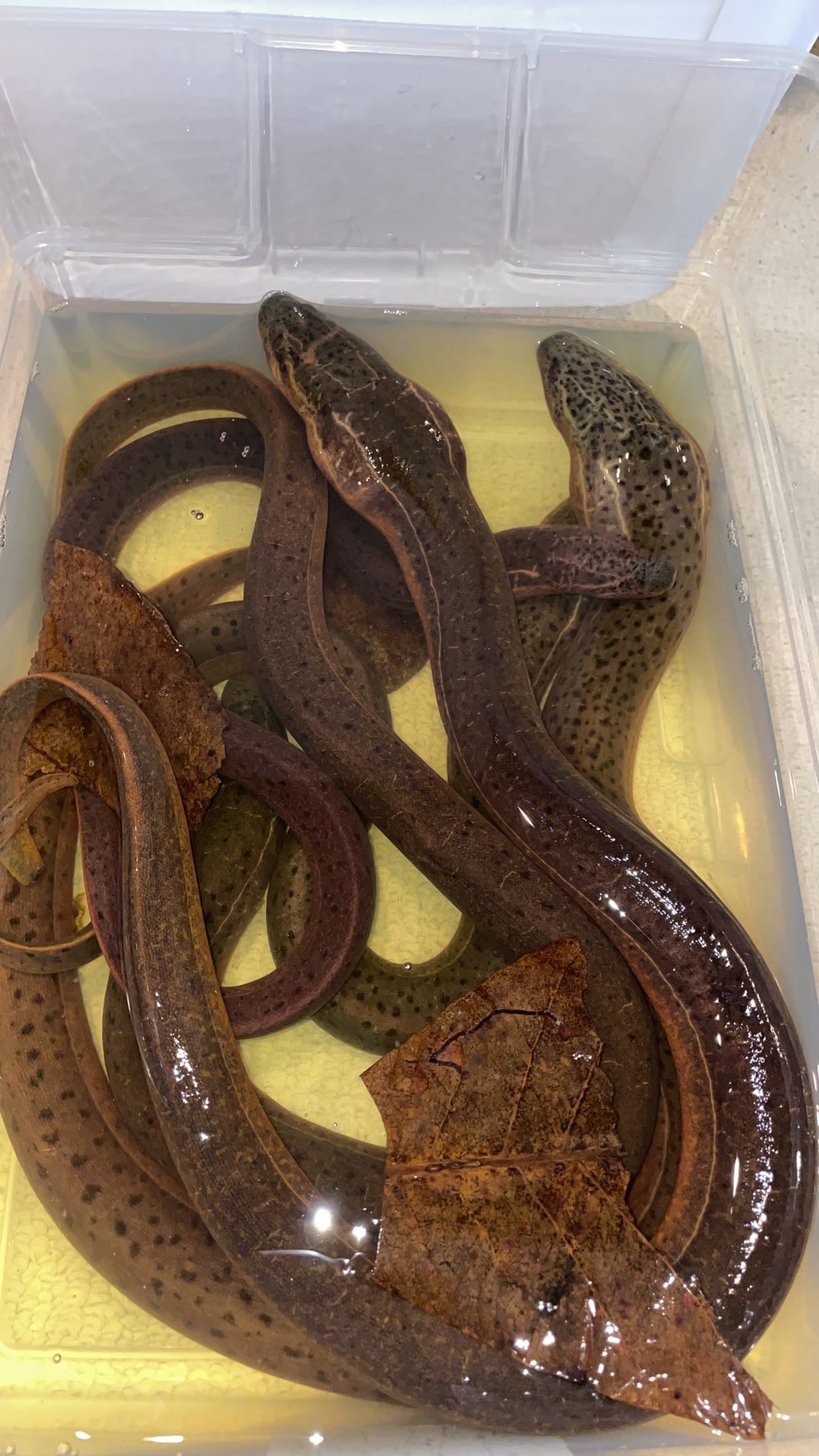 Indian Tulip Eel (Monopterus cuchia)