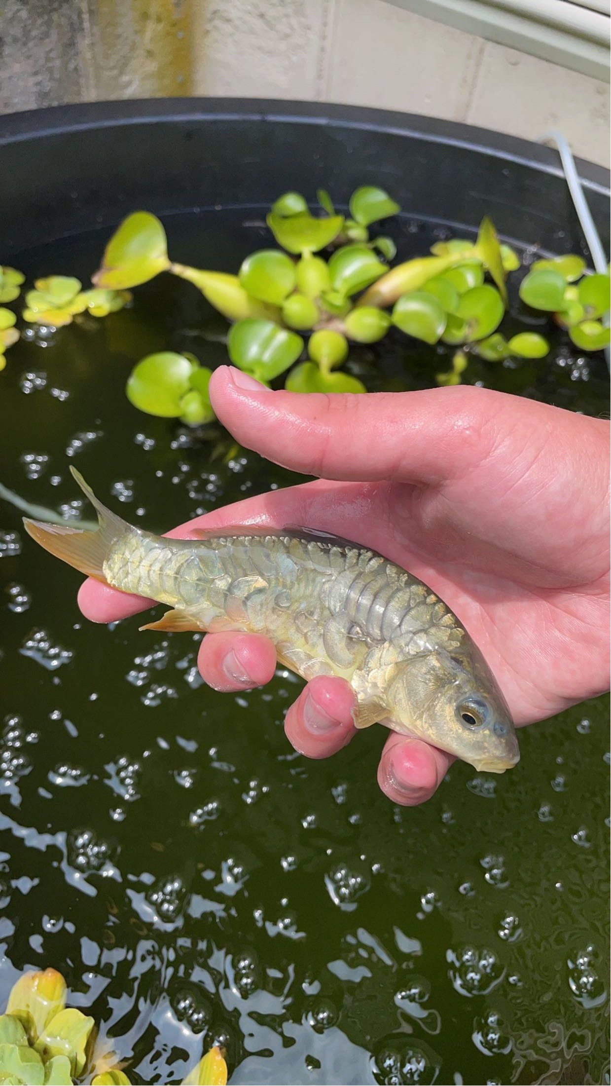 Israeli Mirror Carp (Cyprinus carpio)