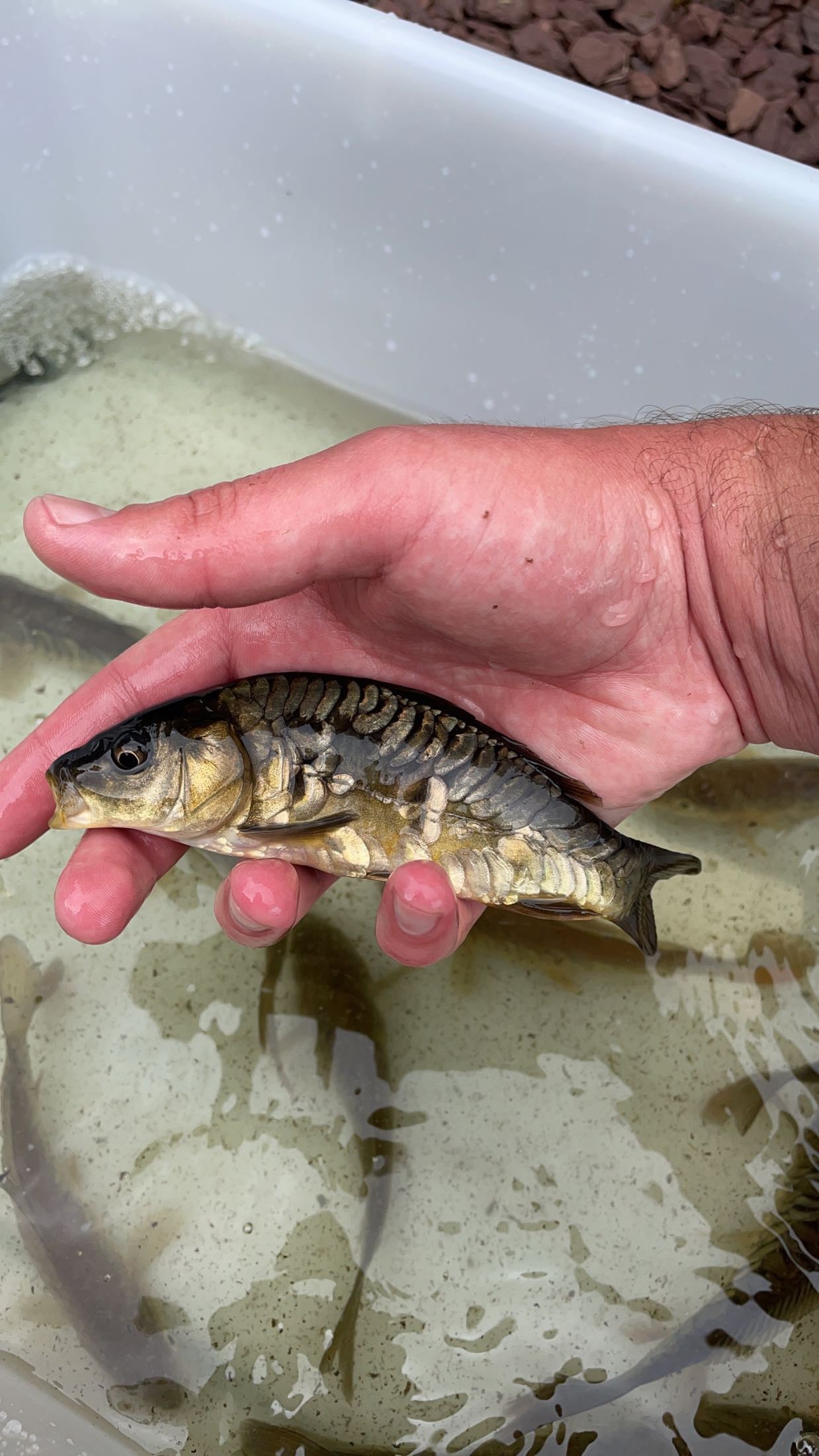 Israeli Mirror Carp (Cyprinus carpio)