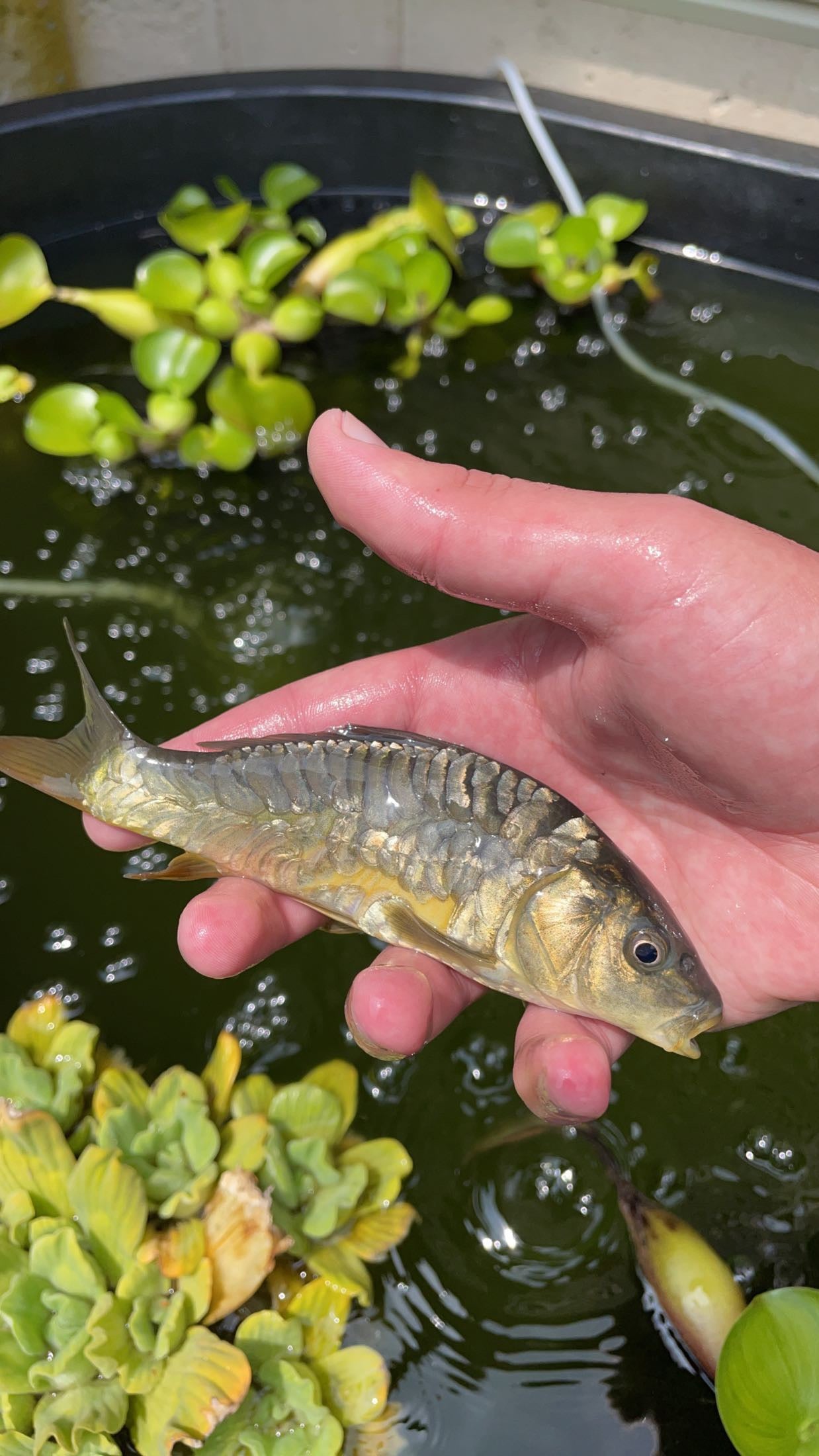 Israeli Mirror Carp (Cyprinus carpio)