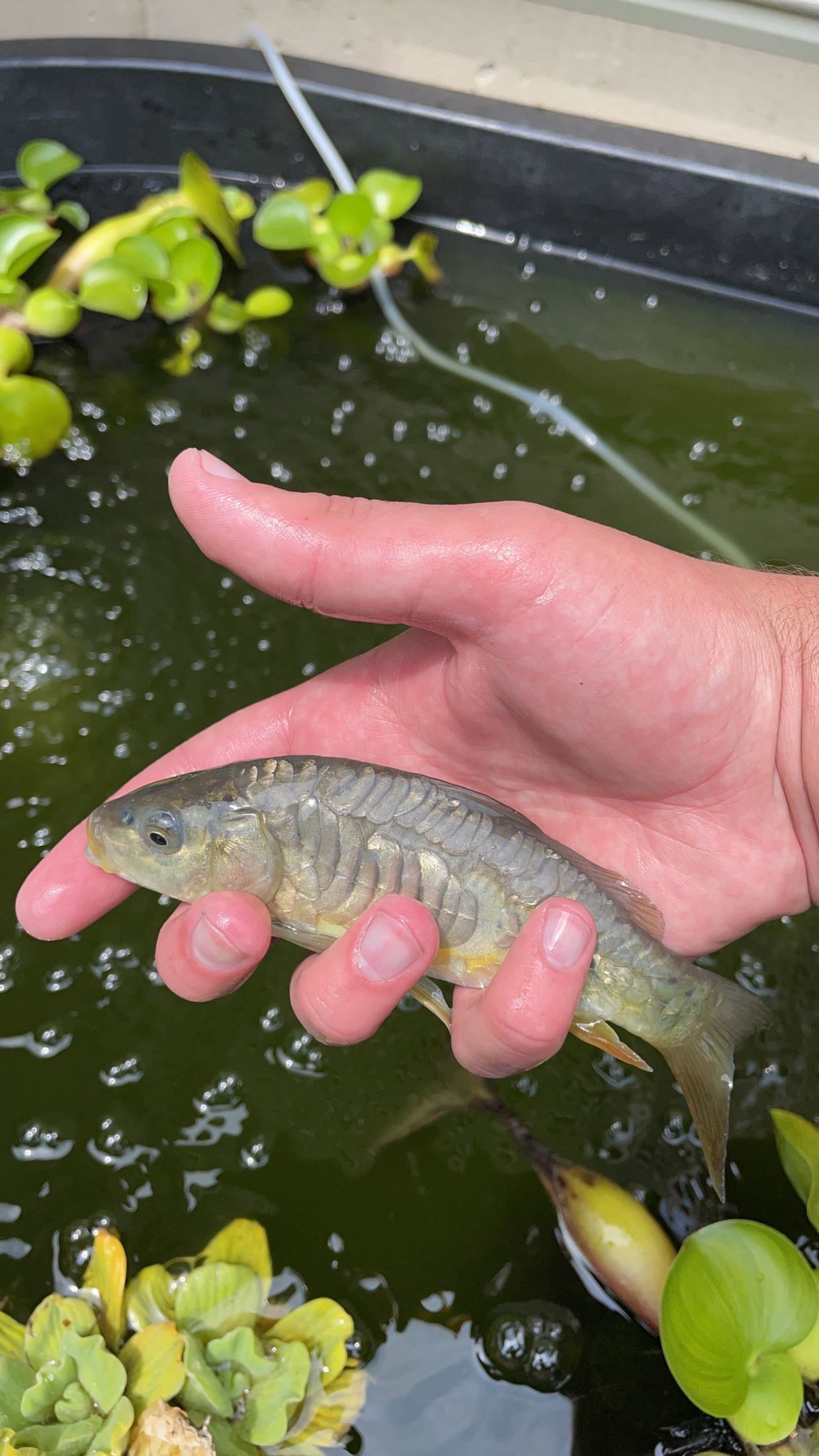 Israeli Mirror Carp (Cyprinus carpio)