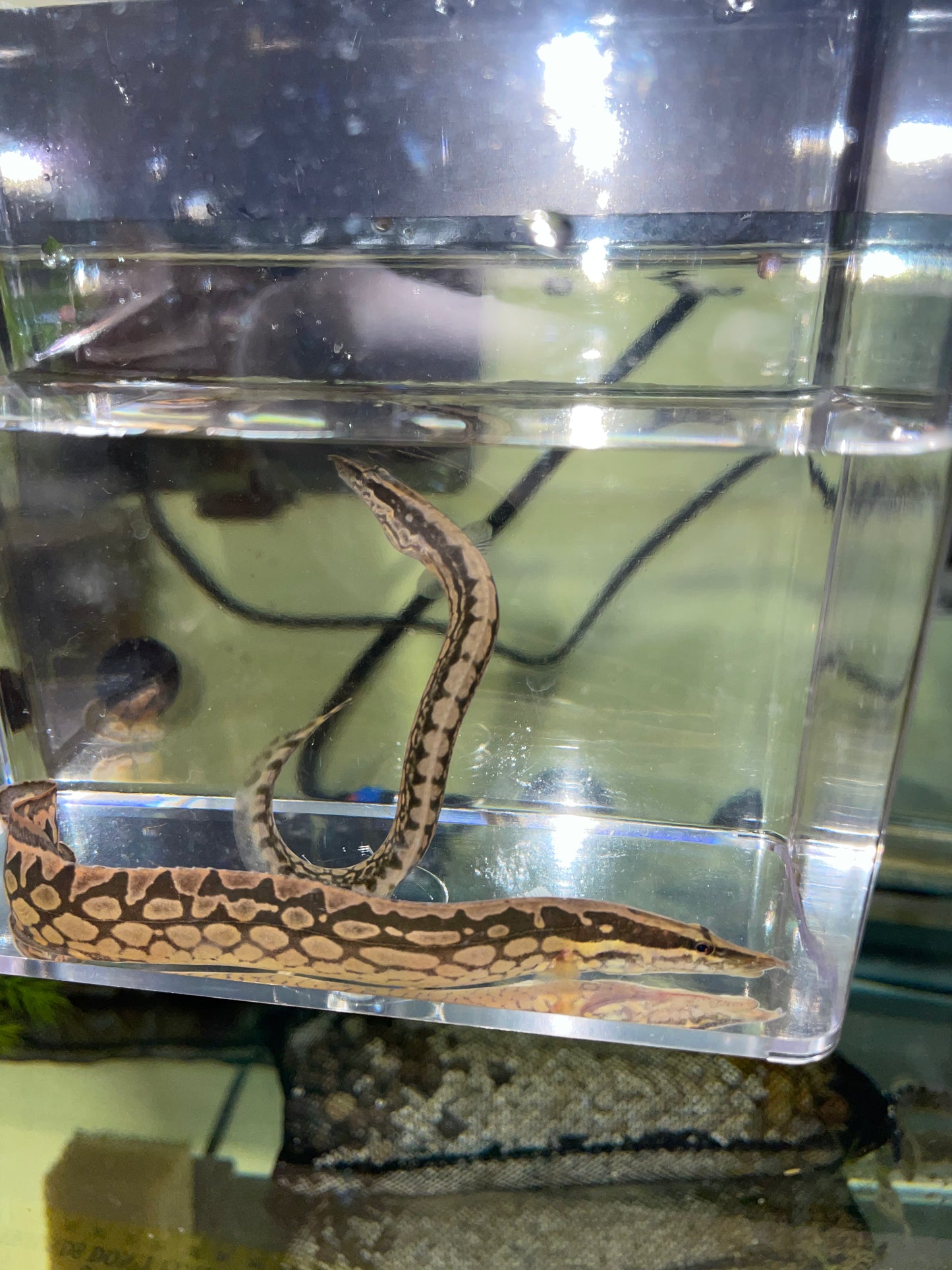 Tiretrack Eel (Mastacembelus armatus)