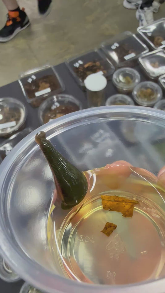 North American Medicinal Leech (Macrobdella decora)