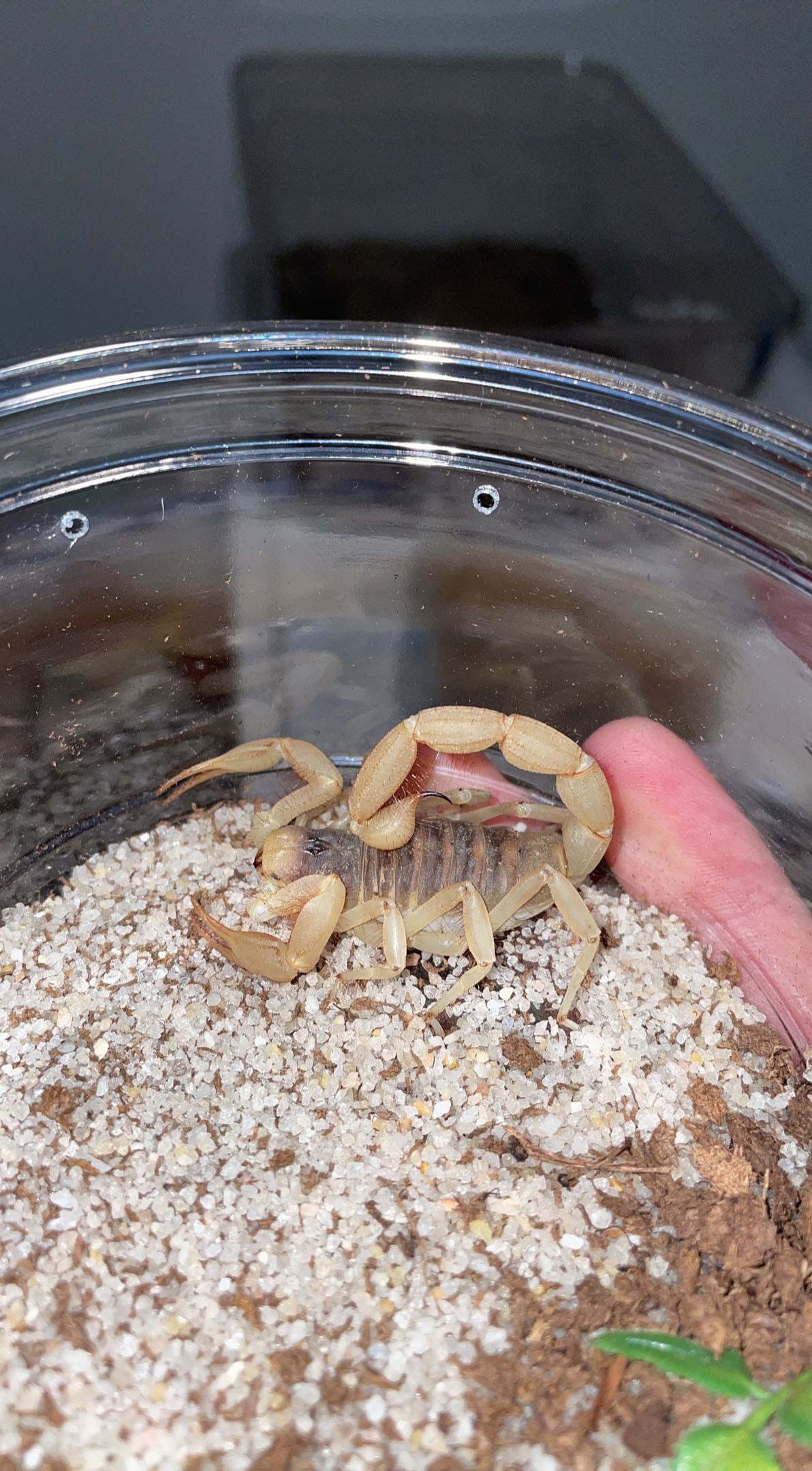 Desert Hairy Scorpion (Hadrurus arizonensis)