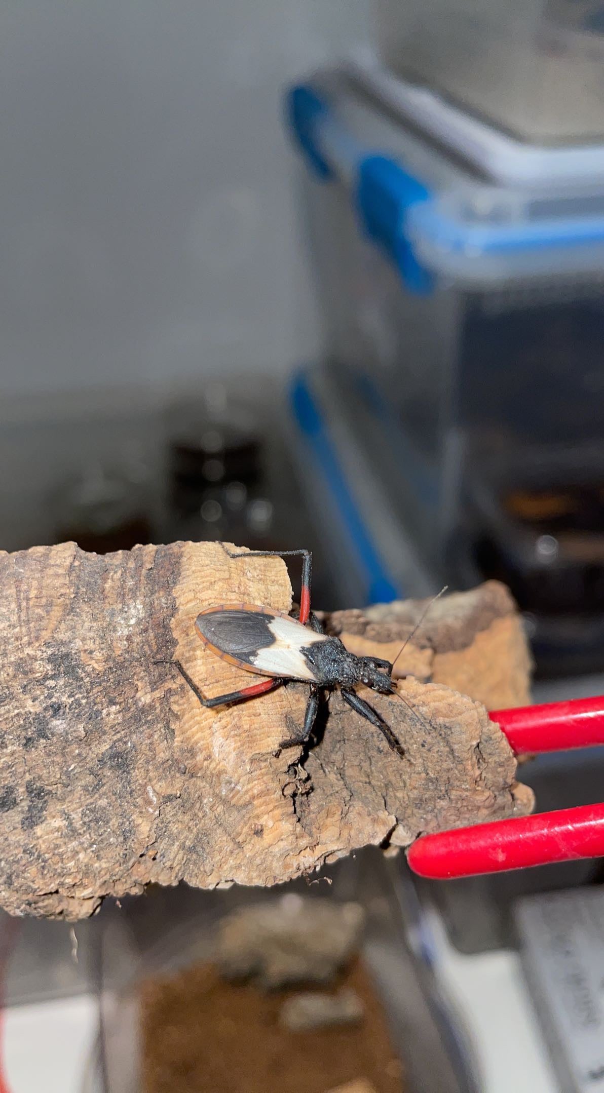 Bark Assassin Bug (Microtomus purcis)