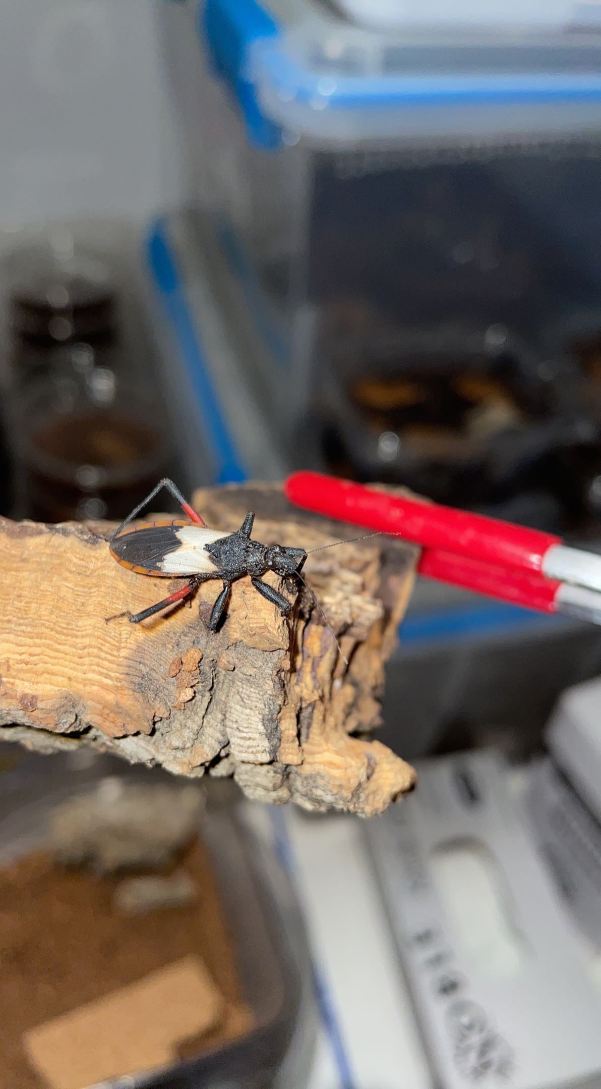 Bark Assassin Bug (Microtomus purcis)