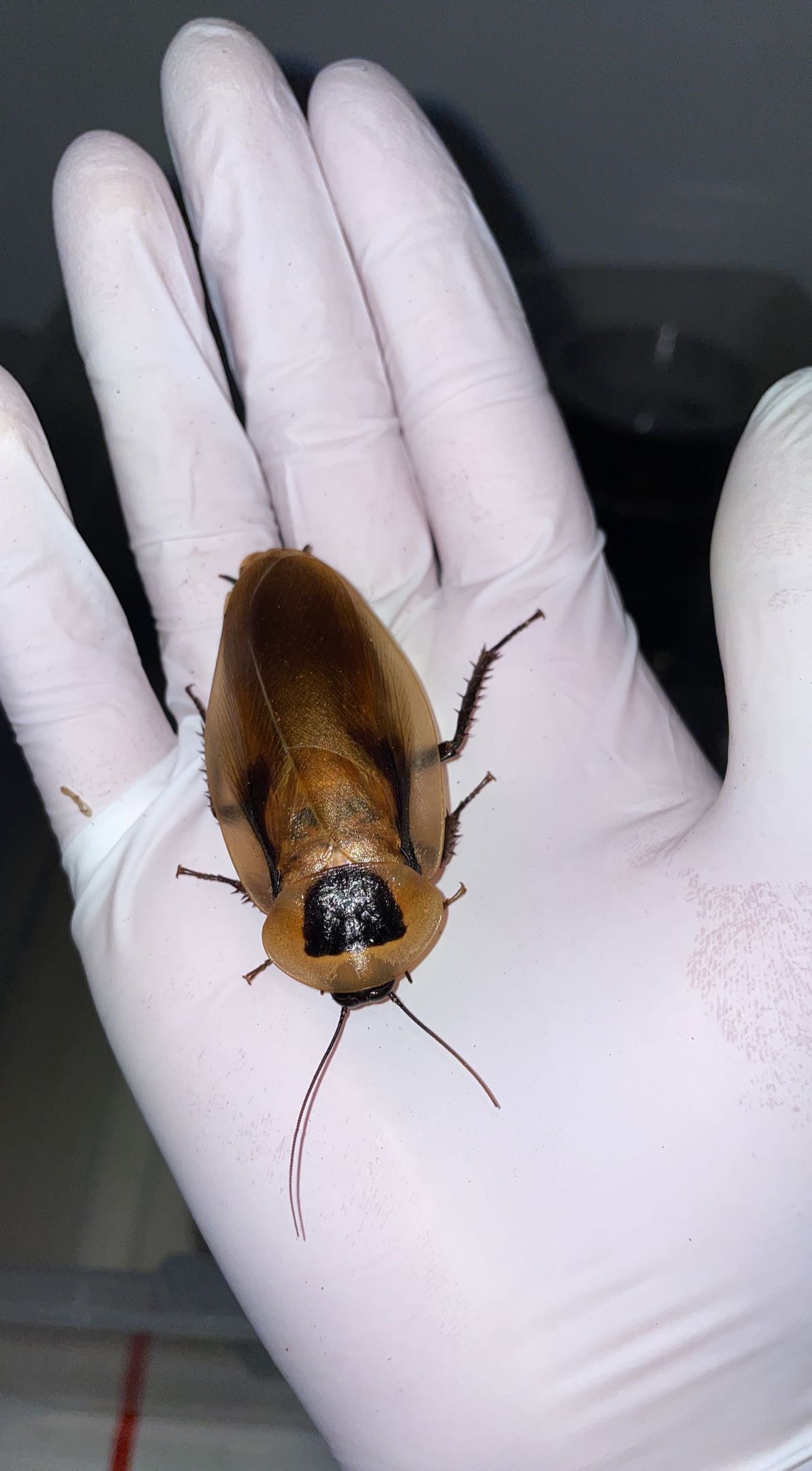 Shdou Cockroach Cockroaches – Atlantic Aquaculture