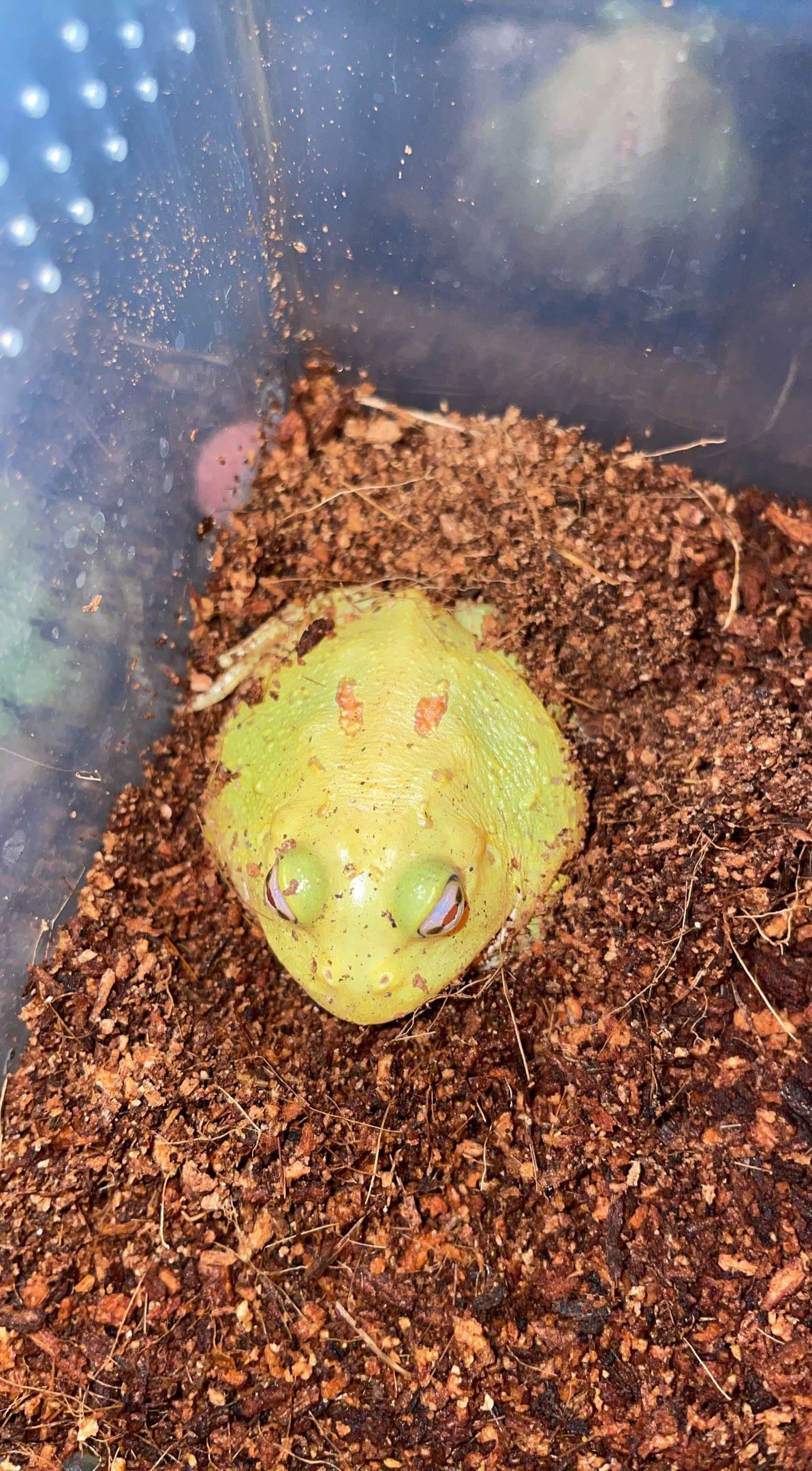 Patternless Albino “Pikachu” Pacman Frog (Ceratophrys cranwelli)