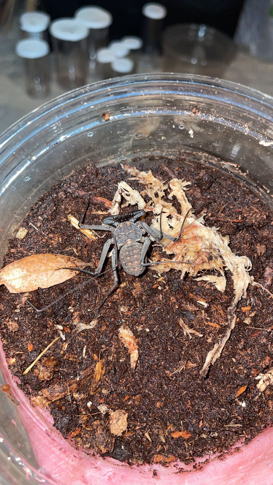 Central American Tailless Whip Scorpion (Phrynus whitei)
