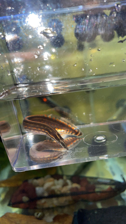 Extol Fish Exotic/Tropical Freshwater Fish – Atlantic Aquaculture