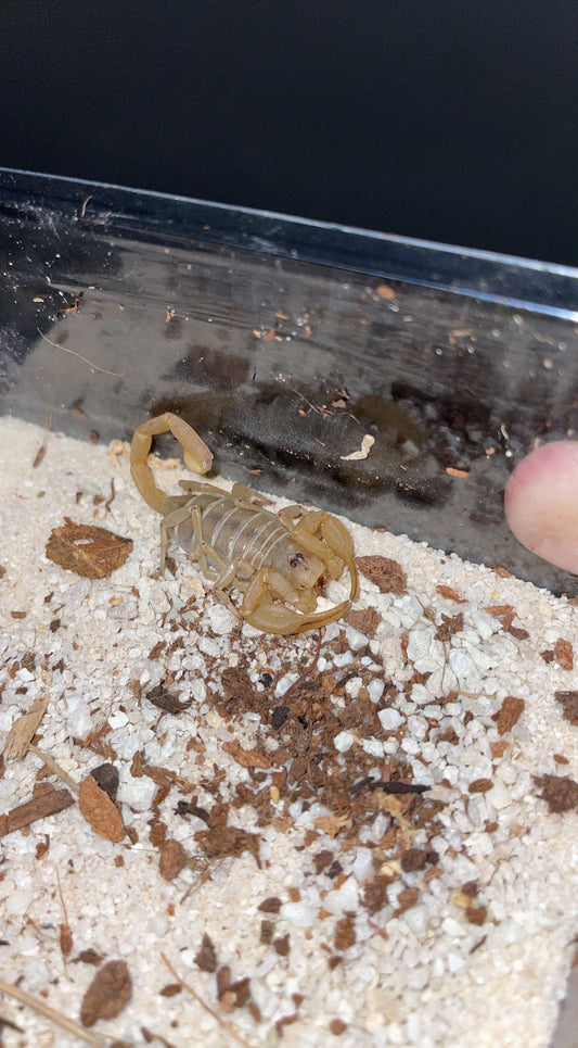 Dune Scorpion (Smeringurus mesaensis)