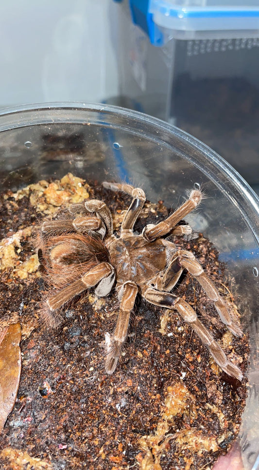 Brown Velvet Birdeater (Megaphobema velvetosoma)