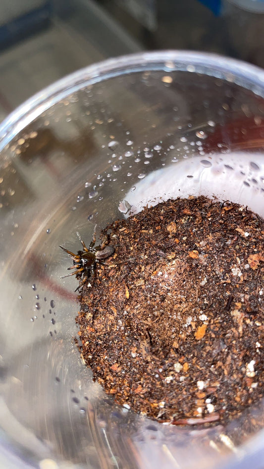 Thai Tube Trapdoor Spider (Damarchus workmani)