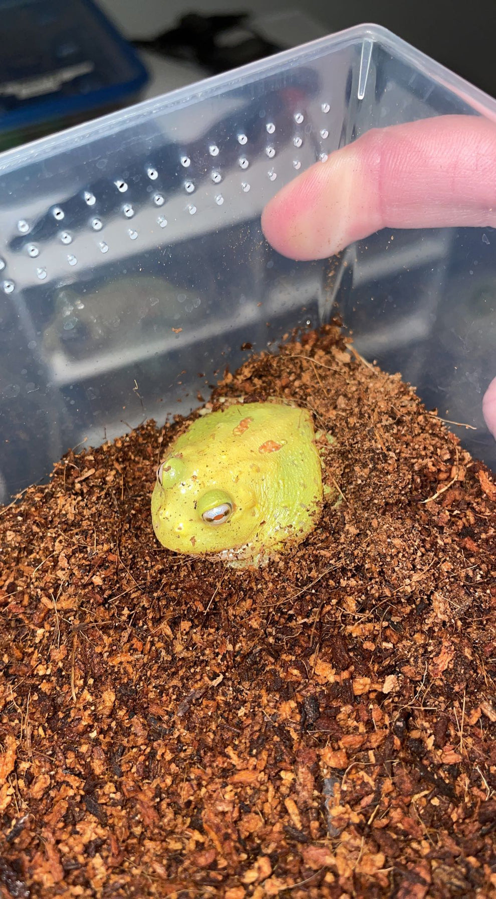 Patternless Albino “Pikachu” Pacman Frog (Ceratophrys cranwelli ...