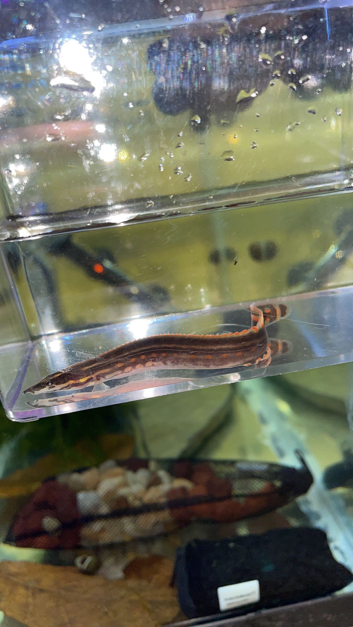 Fire Eel (Mastacembelus erythrotaenia)