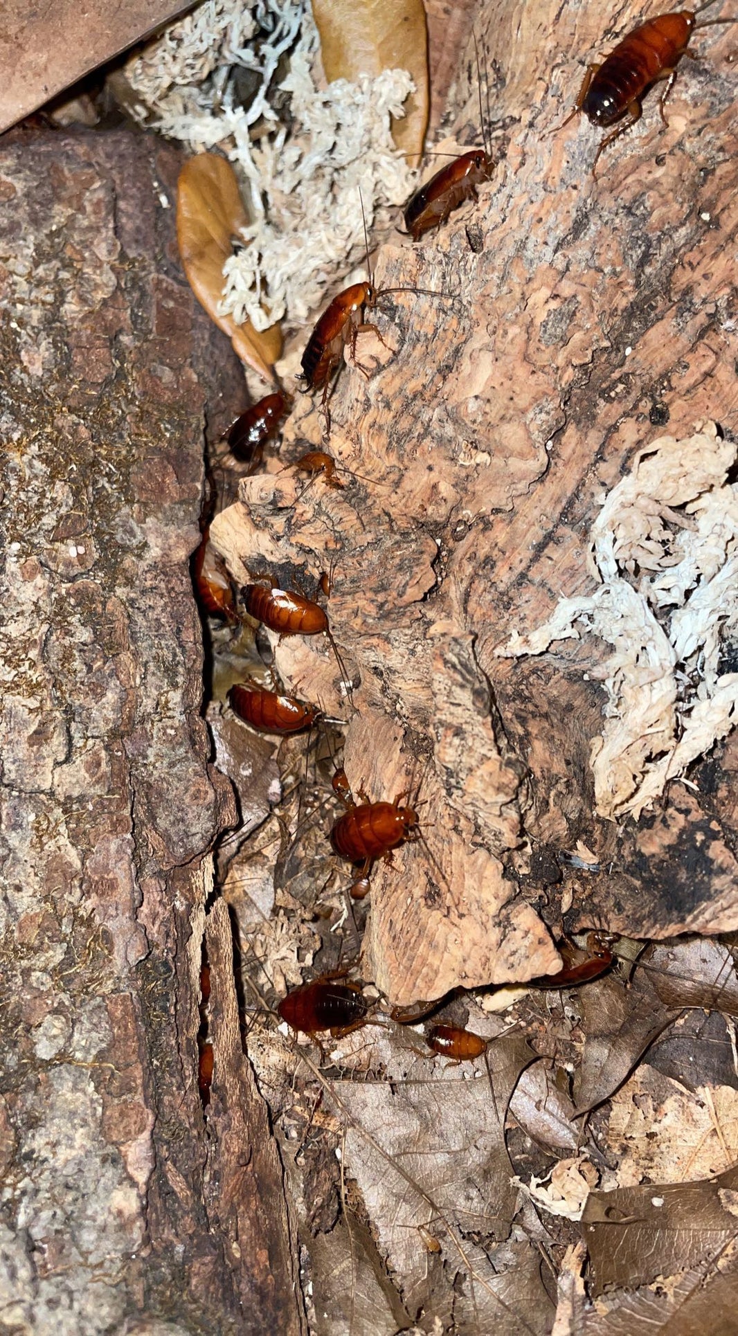 Cockroaches – Atlantic Aquaculture