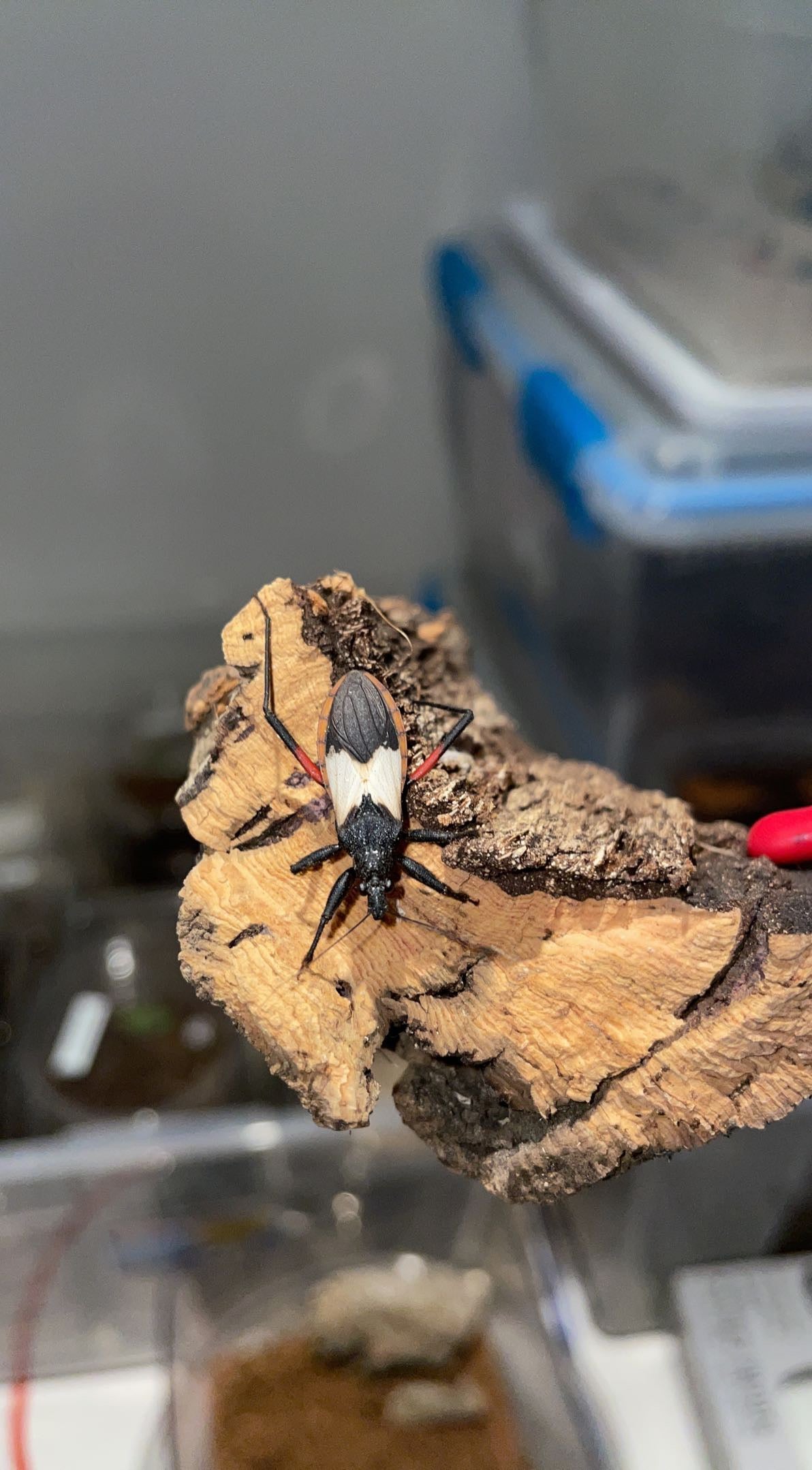 Bark Assassin Bug (Microtomus purcis)