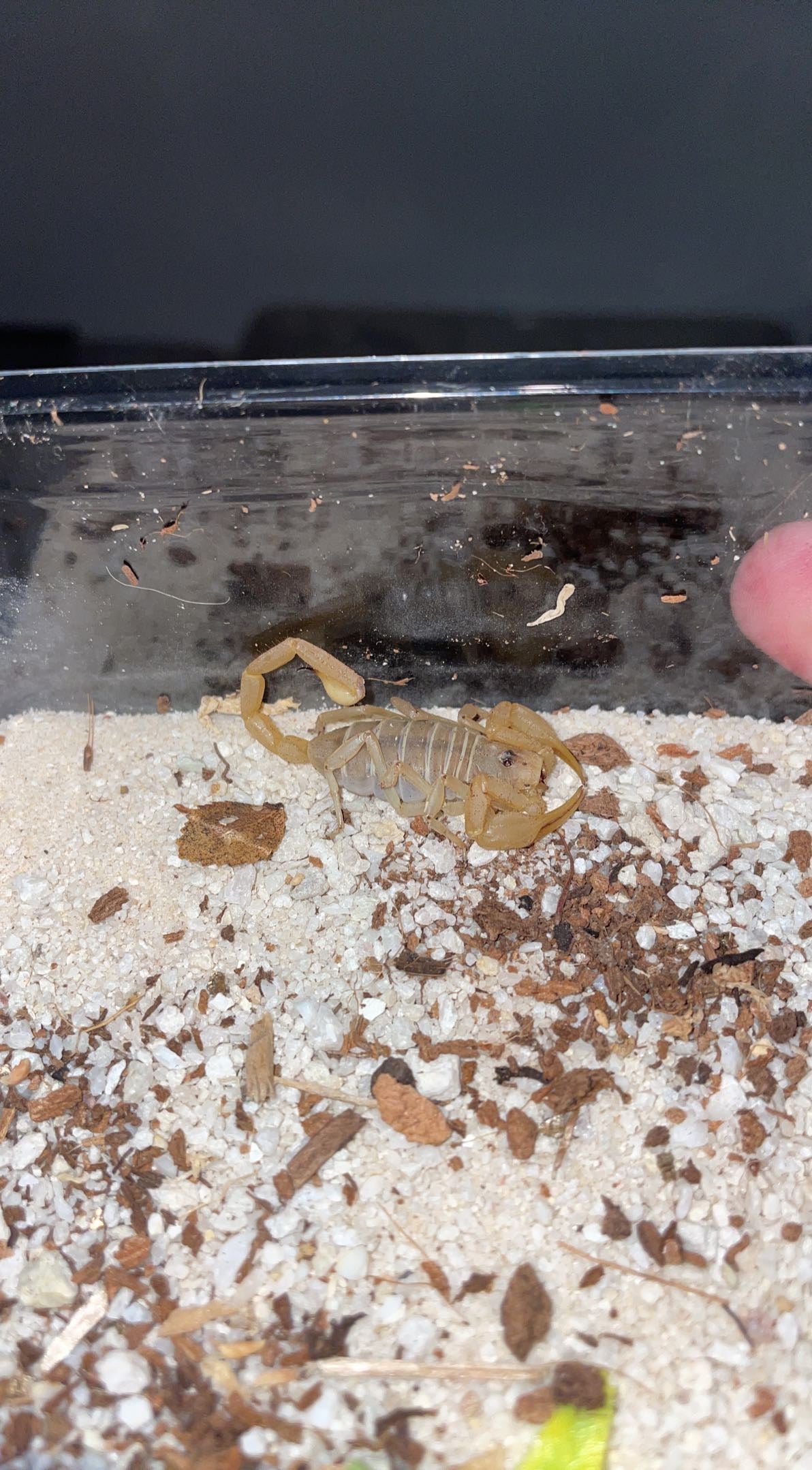 Dune Scorpion (Smeringurus mesaensis)